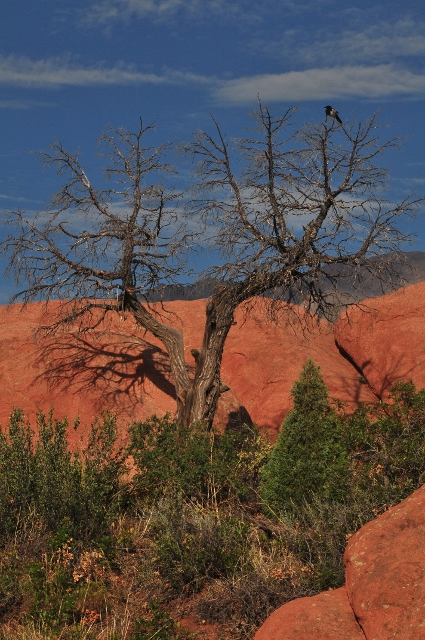 a tree in the rocks